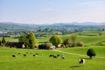 Countryside Landscape