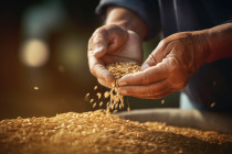 Hands Holding Grain